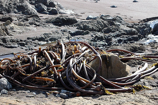 Cambria February 2011 020.JPG